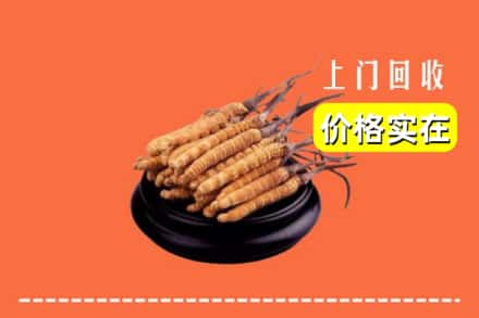 伊犁乌苏市回收冬虫夏草